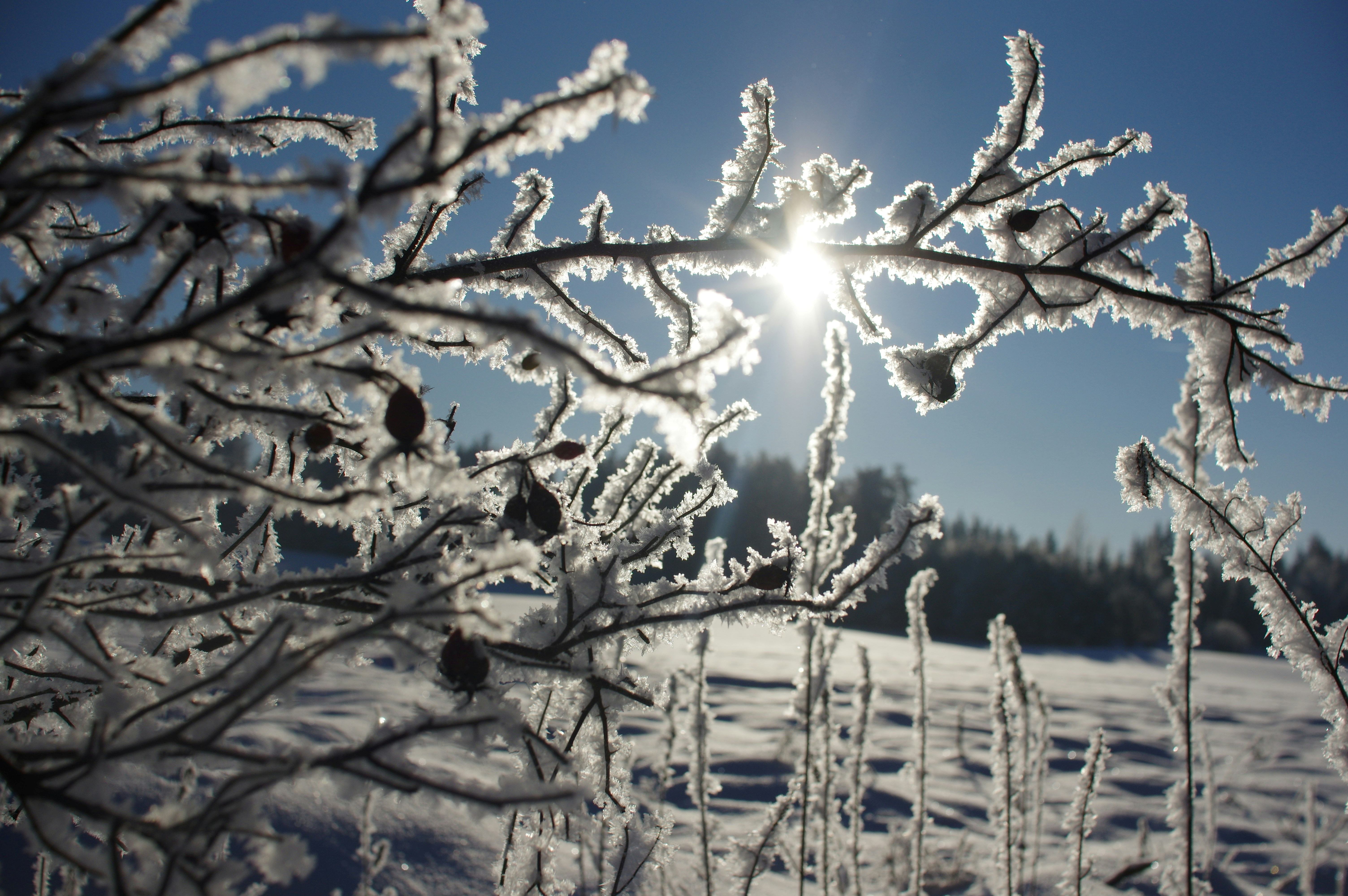 Radonova felices fiestas 2026